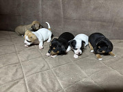 Chihuahua puppies for sale Zrenjanin
