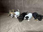 Chihuahua puppies for sale Zrenjanin