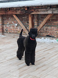 CHAMPION Litter: Black Standard Poodles of the highest rank Valjevo