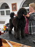 CHAMPION Litter: Black Standard Poodles of the highest rank Valjevo