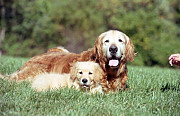 Golden retriever puppies near Nashville: Your New Best Friend Nashville