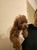 Red toy poodles Zrenjanin