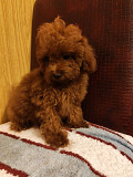 Red toy poodles Zrenjanin