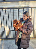 Red toy poodles Zrenjanin