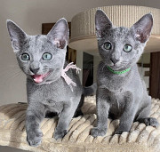 Purebred Russie Blue Kittens Available Sacramento