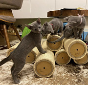 Purebred Russie Blue Kittens Available Sacramento
