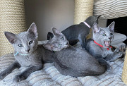 Purebred Russie Blue Kittens Available Sacramento