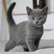 Purebred Russie Blue Kittens Available Sacramento