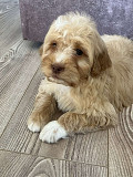 Goldendoodles and Labradoodles Novi Sad
