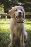 Golden Retrievers Tennessee: Adopt Your Loyal Golden Puppies Nashville