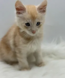 Maine Coon Cat: Premium Looks, Friendly Personality, Perfect for Home Milton