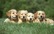 English golden retriever puppies: Loyal Companions for Every Family Bedford
