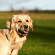 English cream golden retriever puppies for sale: Loving Family Companions from Nashville