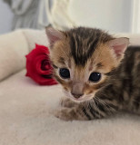 Magenta Florida Ridge