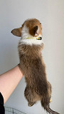 Welsh Corgi Pembroke for sale Istanbul