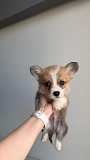 Welsh Corgi Pembroke for sale Istanbul