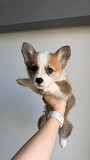 Welsh Corgi Pembroke for sale Istanbul
