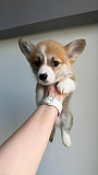 Welsh Corgi Pembroke for sale Istanbul