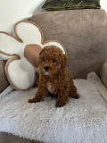 Red poodle puppy Zrenjanin