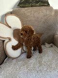 Red poodle puppy Zrenjanin