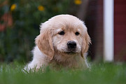 English Golden Retriever: Elegance, Loyalty and Excellence Bedford