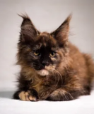 Maine Coon Kittens MN: The Ultimate Guide to Finding Your Dream Gentle Giant Milton