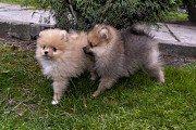 Pomeraninan puppies Skopje