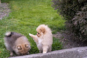 Pomeraninan puppies Skopje