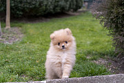 Pomeraninan puppies Skopje
