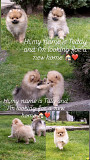 Pomeraninan puppies Skopje