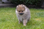 Pomeraninan puppies Skopje