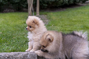 Pomeraninan puppies Skopje