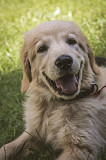 Cream Golden Retriever Puppies Nashville: Lifelong Loving Friend Nashville
