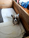 Corgi - puppies for sale Valjevo