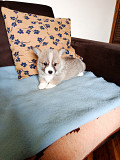 Corgi - puppies for sale Valjevo