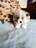 Corgi - puppies for sale Valjevo