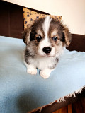 Corgi - puppies for sale Valjevo