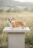 JAMESON GOLD, exclusive male Welsh Corgi Pembroke Backa Topola