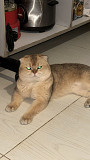 *Scottish Fold Cat Mating Service – Premium Quality Studs Available* Riyadh