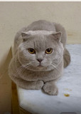 *Scottish Fold Cat Mating Service – Premium Quality Studs Available* Riyadh