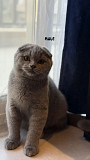 *Scottish Fold Cat Mating Service – Premium Quality Studs Available* Riyadh
