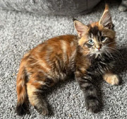 Maine Coon Breeders: Find Quality Kittens from Mega Coons Milton