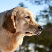 Golden Retrievers Tennessee: Adopt Your Loyal Golden Puppies Nashville