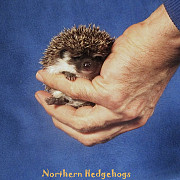 Hedgehog Babies with Pedigree from Ethical Breeder from Waterloo