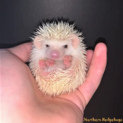 Hedgehog Babies with Pedigree from Ethical Breeder from Waterloo