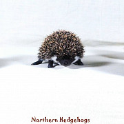 Hedgehog Babies with Pedigree from Ethical Breeder from Waterloo