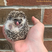 Hedgehog Babies with Pedigree from Ethical Breeder from Waterloo