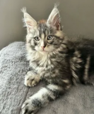 Maine Coon Breeders Minnesota: Local Experts You Can Trust Milton