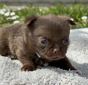 CHIHUAHUA BOYS Novi Sad