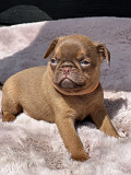 Chocolate Petit brabancon ( smooth Griffon) Novi Sad